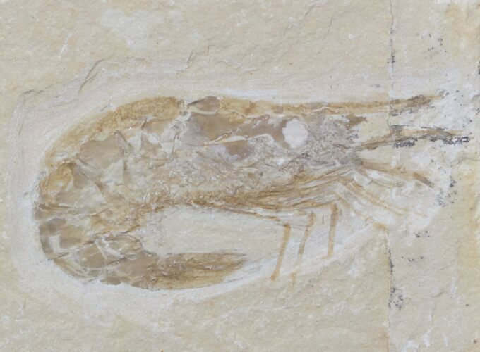 Cretaceous Fossil Shrimp Carpopenaeus - Lebanon #40461